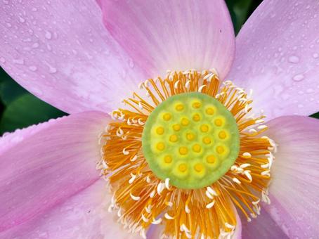 蓮の花のしべ 蓮の花のしべの写真