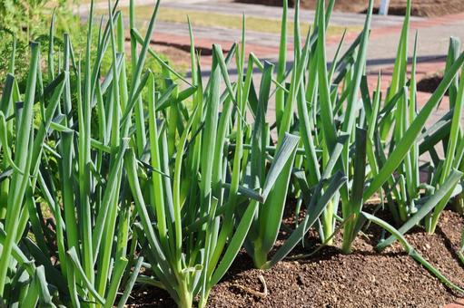 緑の葉と土の畑の風景 緑,葉,土の写真素材