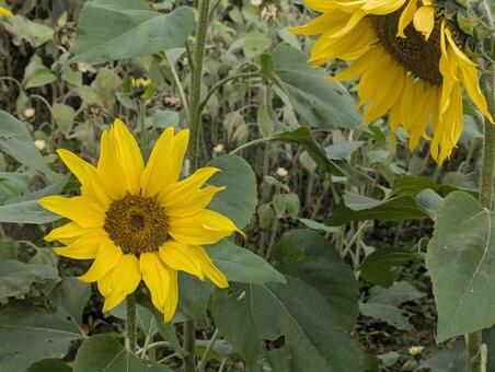 冬の向日葵 冬の向日葵,冬,自然の写真素材