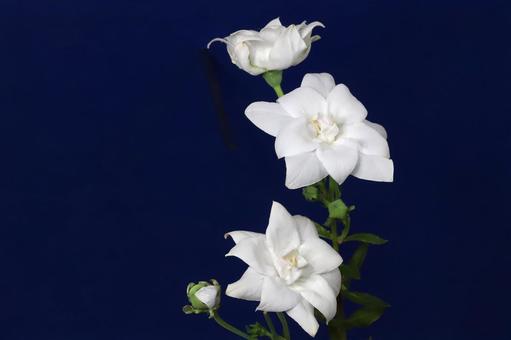 白いキキョウの花 白いキキョウの花 植物,花,桔梗の写真素材