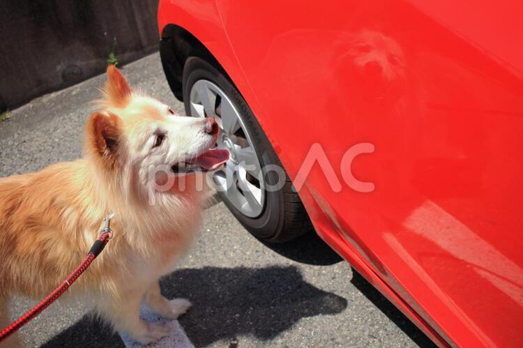 マル君（元野犬の子）と赤い車 犬,笑う犬,元野犬の子の写真素材