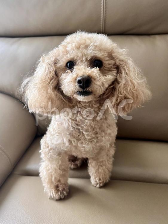 カメラ目線のアプリコット色のトイプードル トイプードル,ペット,カメラ目線の写真素材