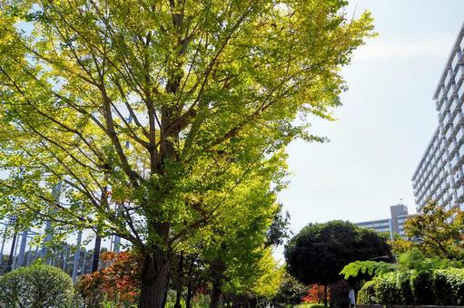 紅葉の銀杏並木・清新町の並木道・江戸川区 紅葉の銀杏並木・清新町の並木道・江戸川区の写真