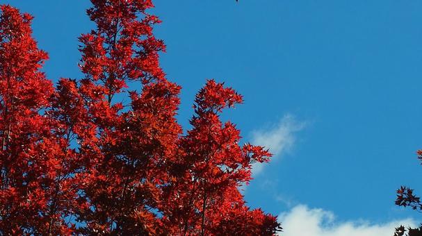 青空vs真っ赤!紅葉 青空vs真っ赤!紅葉 秋,10月,11月の写真素材
