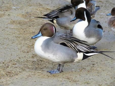 陸に上がったオナガガモのオスの写真