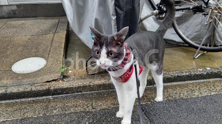 はちわれ はちわれ,猫,かわいいの写真素材