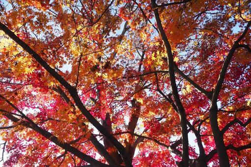 美しい紅葉 もみじ,紅葉狩り,もみじ狩りの写真素材