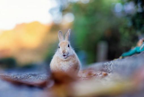 The rabbits of Okunoshima, JPG