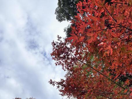 秋 紅葉,秋,紅の写真素材
