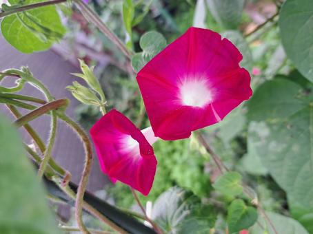 庭のあさがお 庭のあさがお 紅,赤,朝顔の写真素材