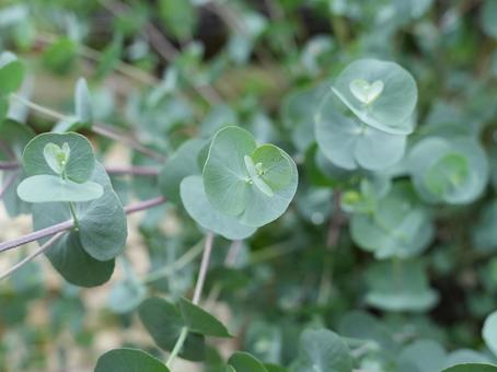 野生のユーカリの写真