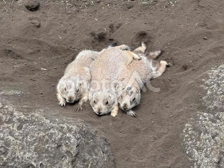3匹のプレーリードッグ 動物,動物園,江戸川区自然動物園の写真素材