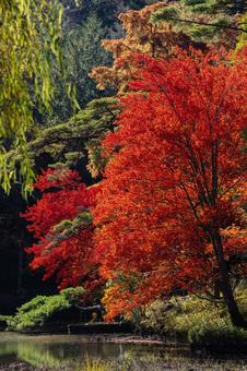 神戸市立森林植物園の紅葉 兵庫県,神戸市,北区の写真素材