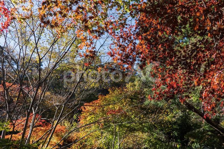 紅葉の森の中で陽射しに照らされる木の葉１ 紅葉,陽射し,木の写真素材