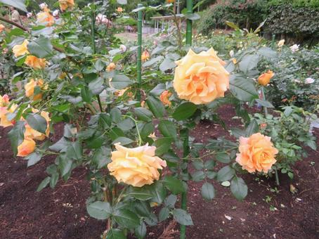 万葉(まんよう)と呼ばれるバラ(薔薇) 万葉(まんよう)と呼ばれるバラ(薔薇) 万葉,バラ,薔薇の写真素材
