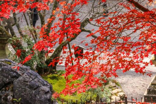 紅葉 紅葉,もみじ,モミジの写真素材