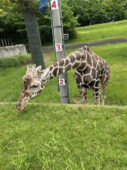 首を曲げて草を食べるキリン 首を曲げて草を食べるキリン キリン,動物,草の写真素材