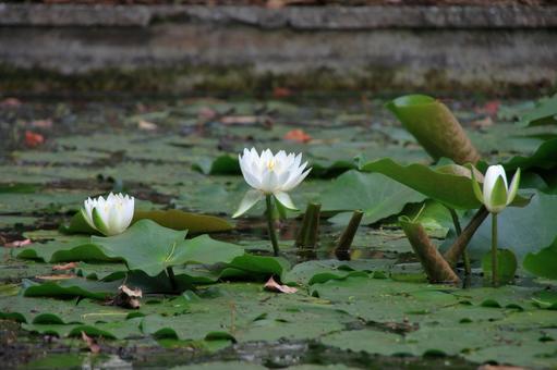 池に咲く蓮の花 庭,ガーデニング,接写の写真素材
