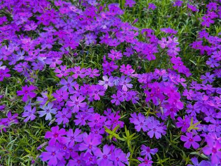 紫の芝桜 紫の芝桜の写真