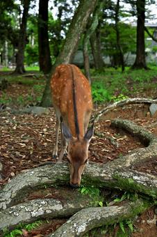 木々溢れる公園で散策する鹿の写真