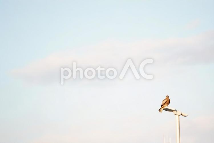 空を見つめる一羽の鳥 鳥,猛禽類,鳶の写真素材