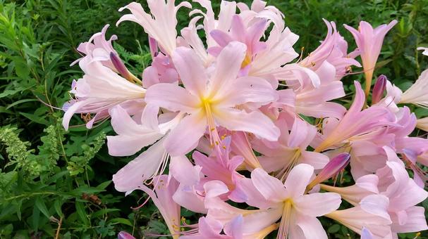 Summer daffodils, a member of the cluster amaryllis family, JPG