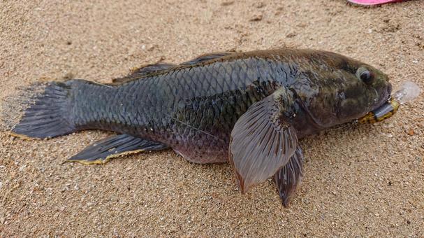 ホシマダラハゼ ホシマダラハゼ 沖縄,石垣島,つりの写真素材