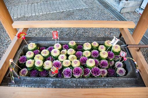 綺麗に並べられた花手水 綺麗に並べられた花手水 神社,手水鉢,花手水の写真素材