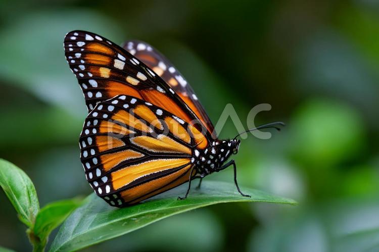 葉に止まる蝶の美しいマクロクローズアップ 蝶,チョウ,昆虫の写真素材