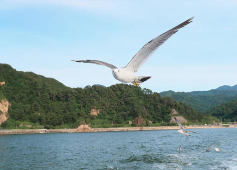 ウミネコ 笹川流れに舞う ウミネコ 笹川流れに舞うの写真