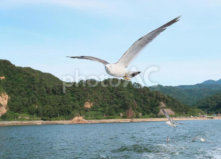 ウミネコ　笹川流れに舞う ウミネコ,海猫,鳥の写真素材