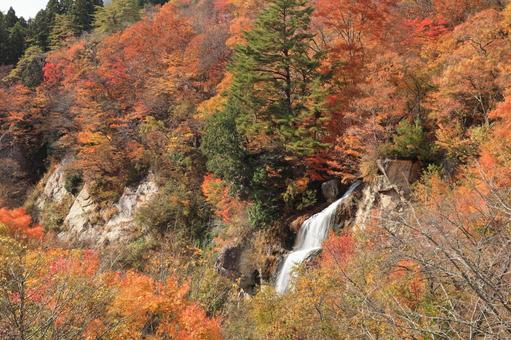 面白山紅葉川渓谷の紅葉 面白山,紅葉,秋の写真素材