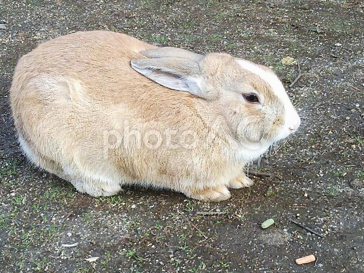うさぎ うさぎ,ウサギ,兎の写真素材