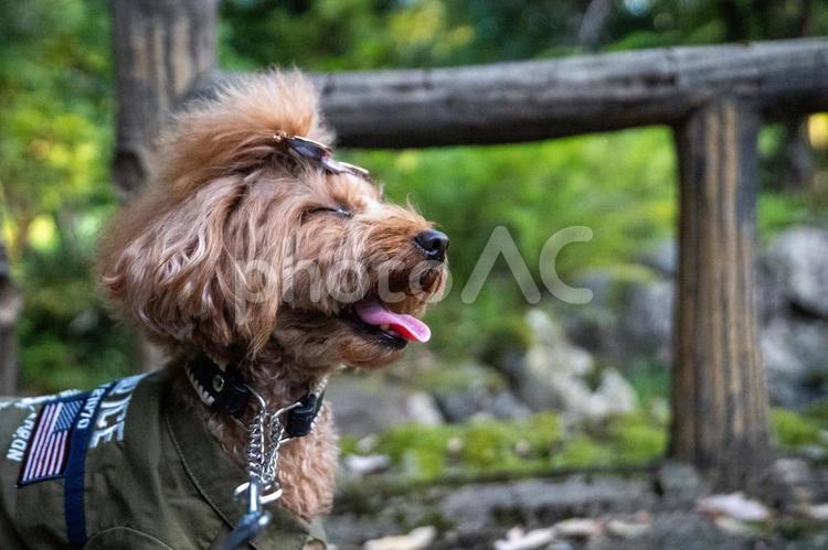 夏の公園で散歩するトイプードル トイプードル,トイプー,夏の写真素材