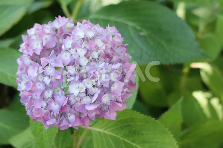 白梅山本勝寺　アジサイ園にて アジサイ,紫陽花,あじさいの写真素材