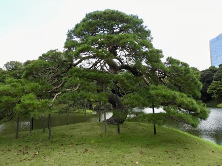 小石川後楽園の一つ松 小石川後楽園の一つ松 小石川後楽園,後楽園,一つ松の写真素材