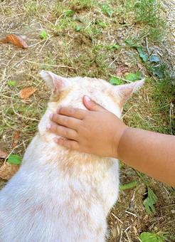 猫を撫でる手 猫を撫でる手の写真