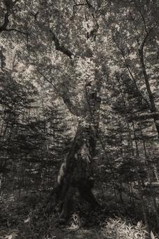 モノクロの大木 モノクロの大木 モノクロ,大木,森の写真素材
