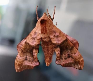 Photo, moth, insect, summer, 