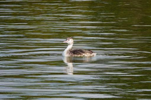 カンムリカイツブリ(冬羽) カンムリカイツブリ(冬羽) カンムリカイツブリ,野鳥,水鳥の写真素材