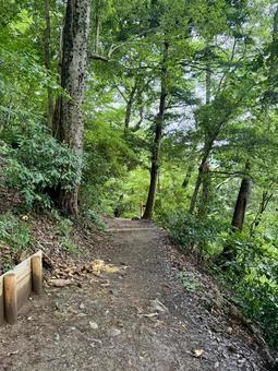 夏の高尾山　四号路　ハイキングコース 四号路,ハイキングコース,森の写真素材