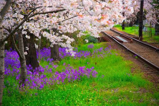 春のイメージ 満開の桜と線路 春のイメージ 満開の桜と線路 春,桜,線路の写真素材