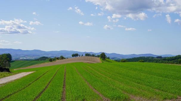 美瑛の丘の風景 美瑛の丘の風景の写真
