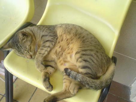 お昼寝中の猫 お昼寝中の猫の写真