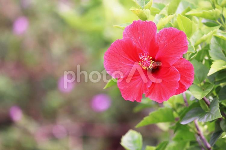 夏のハイビスカスの赤い花 花,ハイビスカス,夏の写真素材