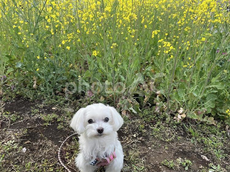 菜の花と犬 花,ナノハナ,春の写真素材