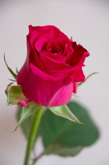 Photo, roses, rose, flower, 