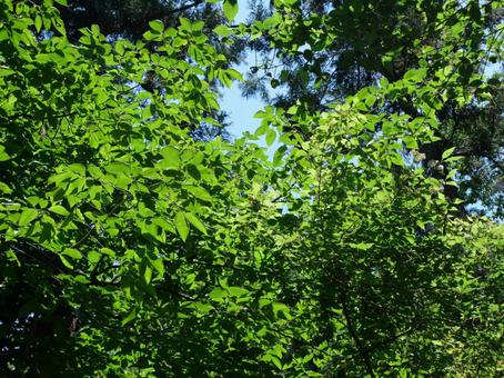 公園の緑 公園の緑の写真