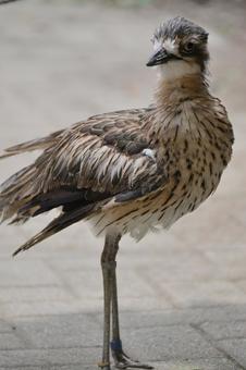 オーストラリアイシチドリ③ チドリ目,イシチドリ科,鳥の写真素材