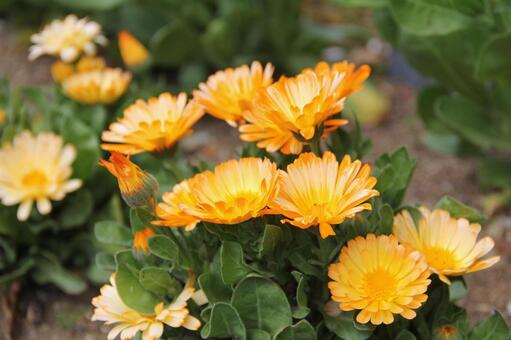 キンセンカ・金盞花　咲く風景 キンセンカ,草花,鮮やかなの写真素材